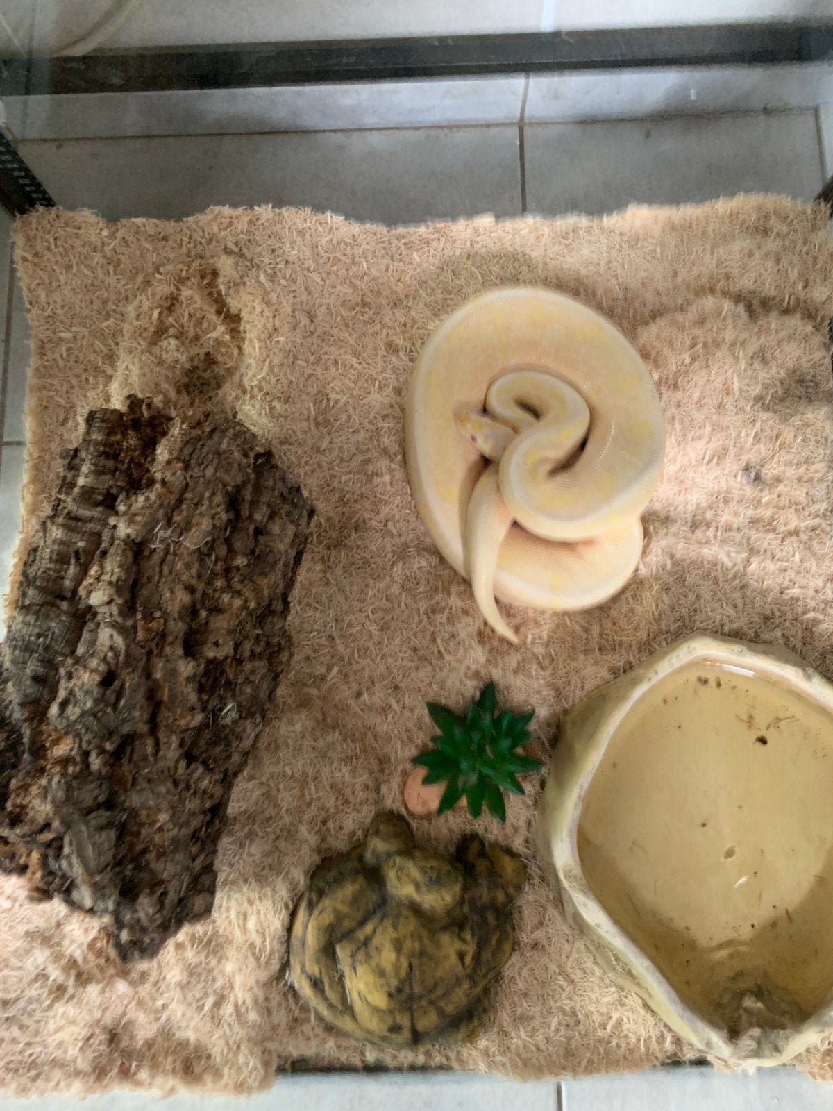 Terrarium met slang, Dieren en Toebehoren, Slang
