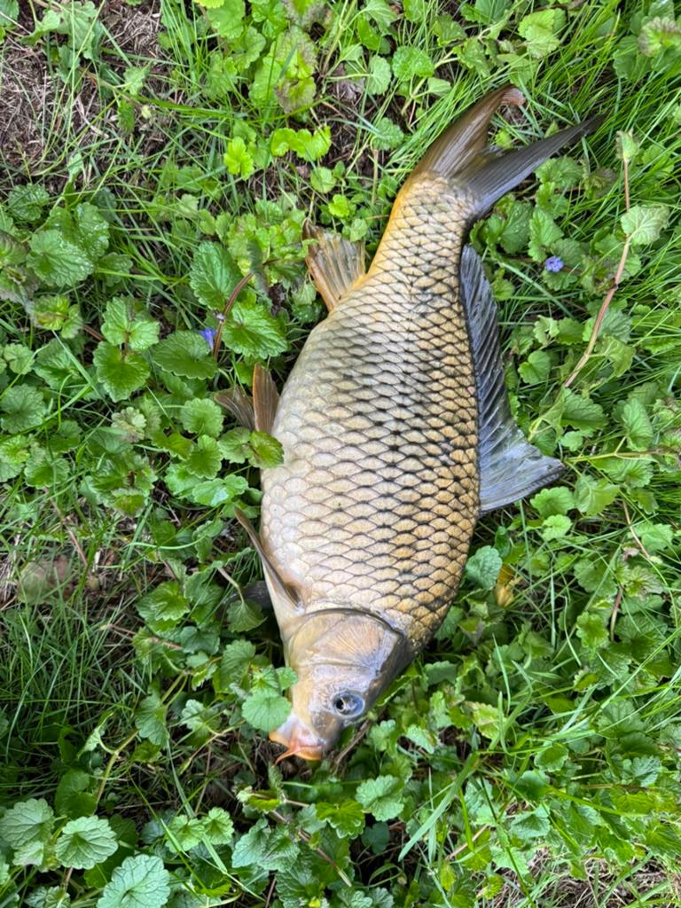 Schubkarpertje van ong 40cm