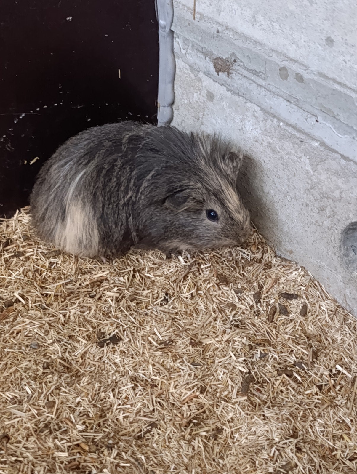 Cavia beertje, Dieren en Toebehoren, Knaagdieren, Mei, Cavia