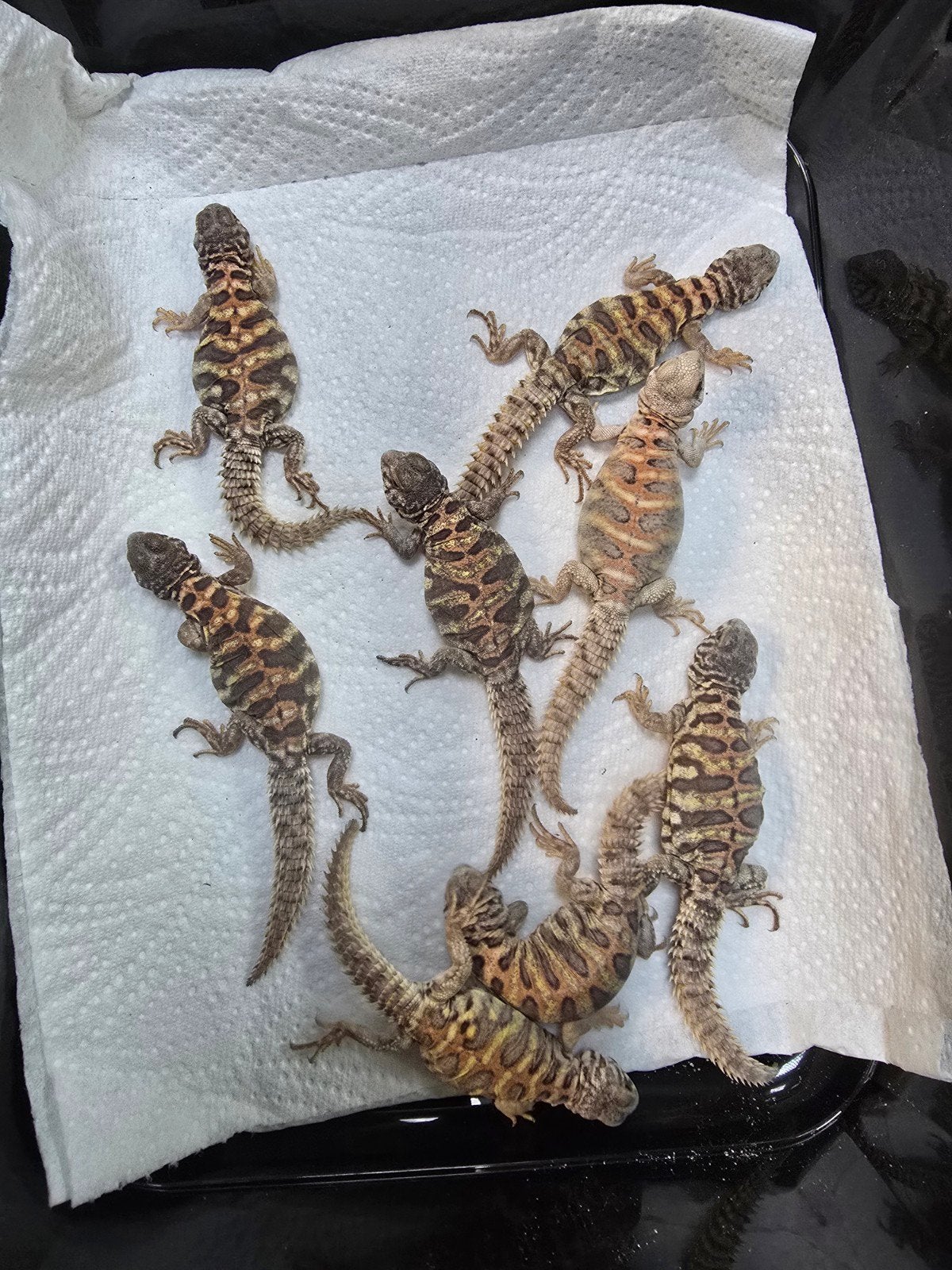 Prachtige blauwe sierdoornstaartagamen (Uromastyx ornata), Animaux & Accessoires, Amphibien