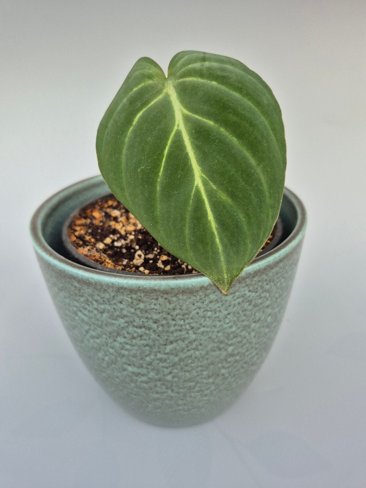 Philodendron gloriosum, Enlèvement ou Envoi