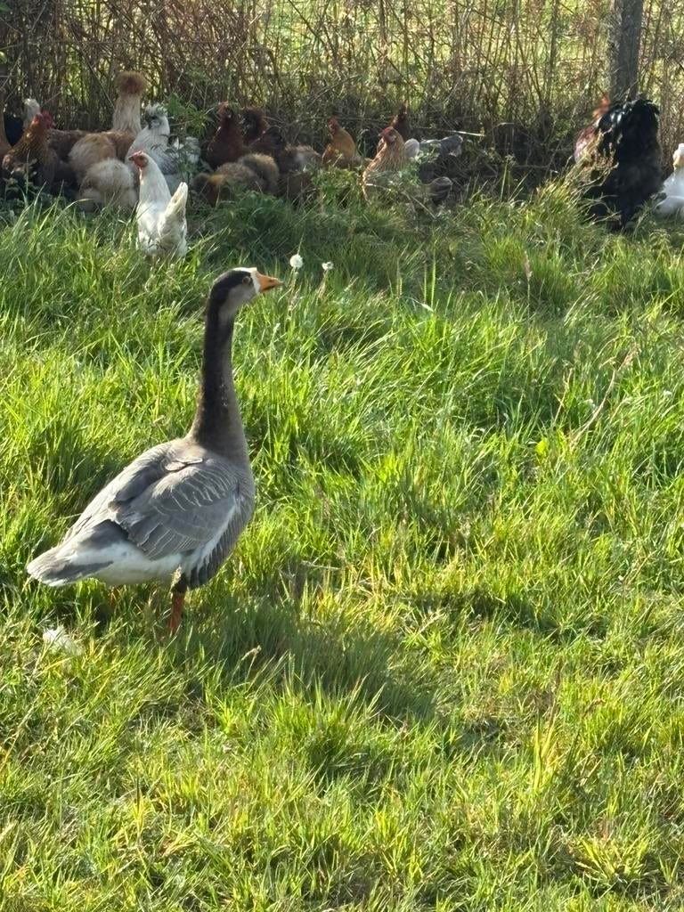 Siergans, Dieren en Toebehoren, Pluimvee, Gans of Zwaan