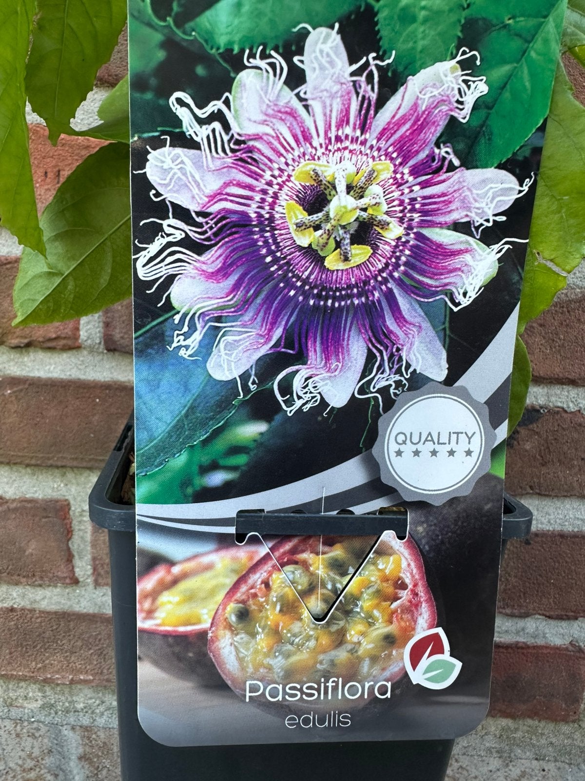Plante Fruit de la passion, Jardin & Terrasse, En pot, Plein soleil, Moins de 100 cm, Enlèvement