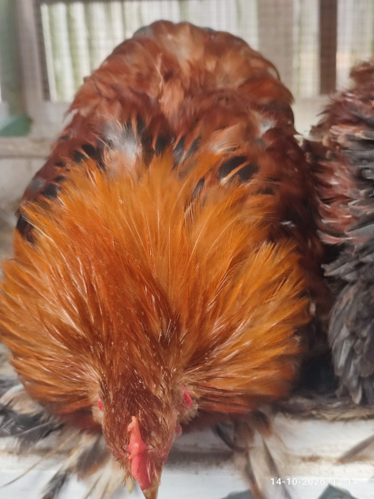 cochin kriel, Dieren en Toebehoren, Mannelijk, Overige soorten