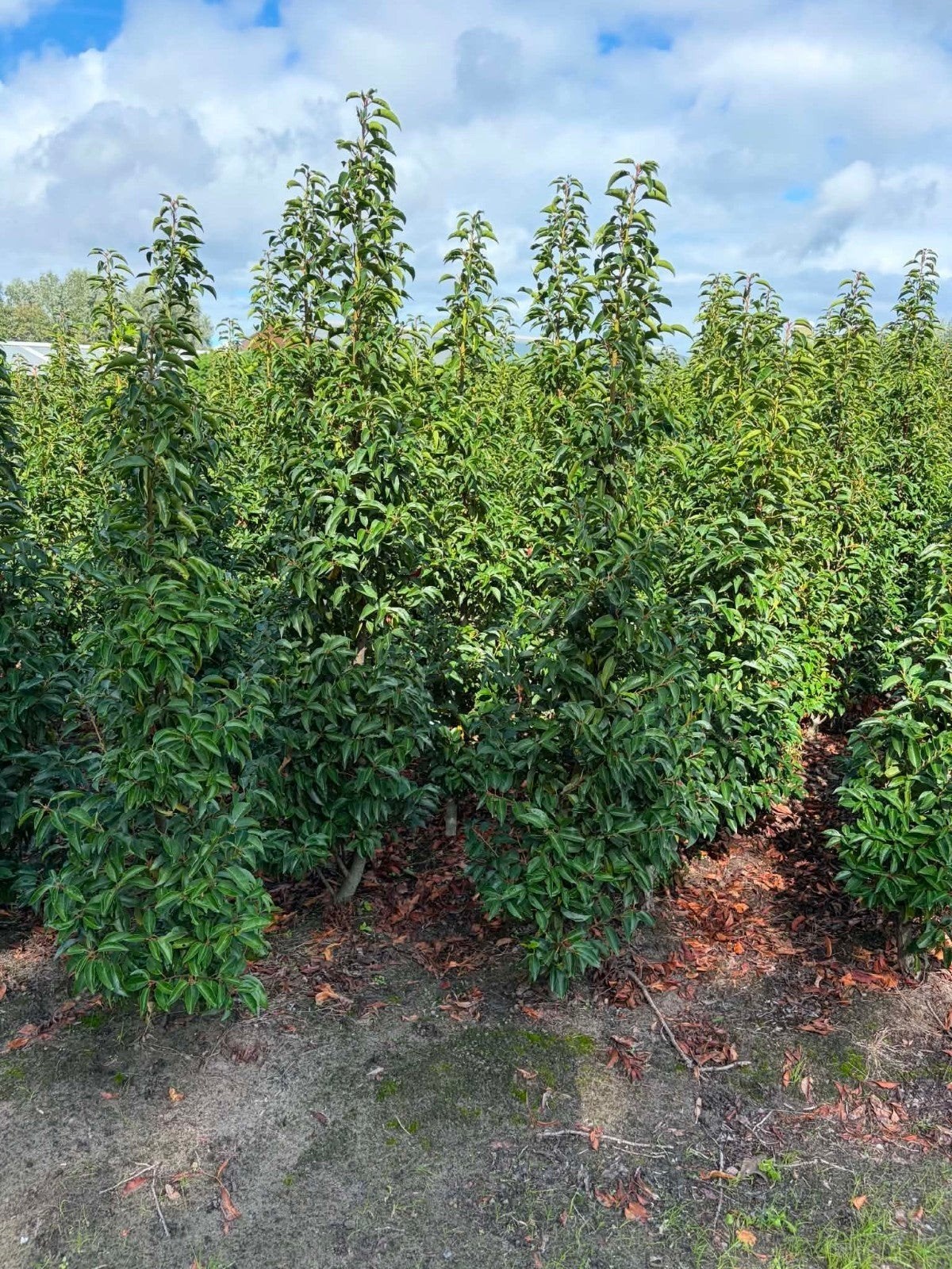 ‼️prunus lusitanica angustifolia aan promoprijzen‼️, Ophalen, Taxus