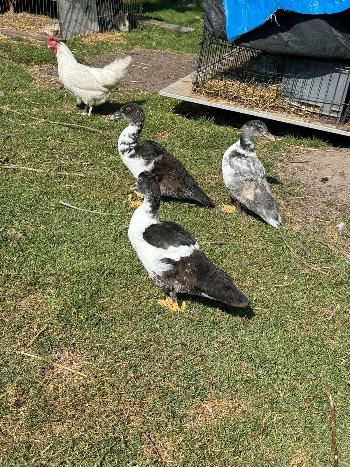 Barbarie eenden, Dieren en Toebehoren, Meerdere dieren, Eend