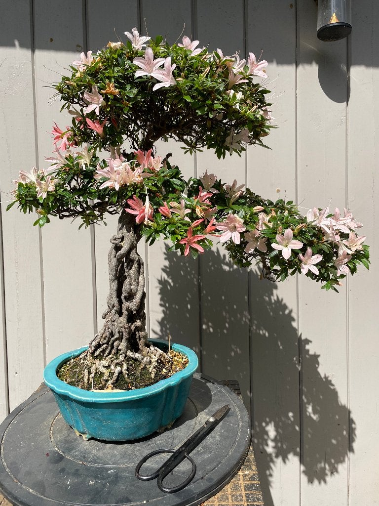 Satsuki azalea in neagari stijl, Enlèvement, En pot