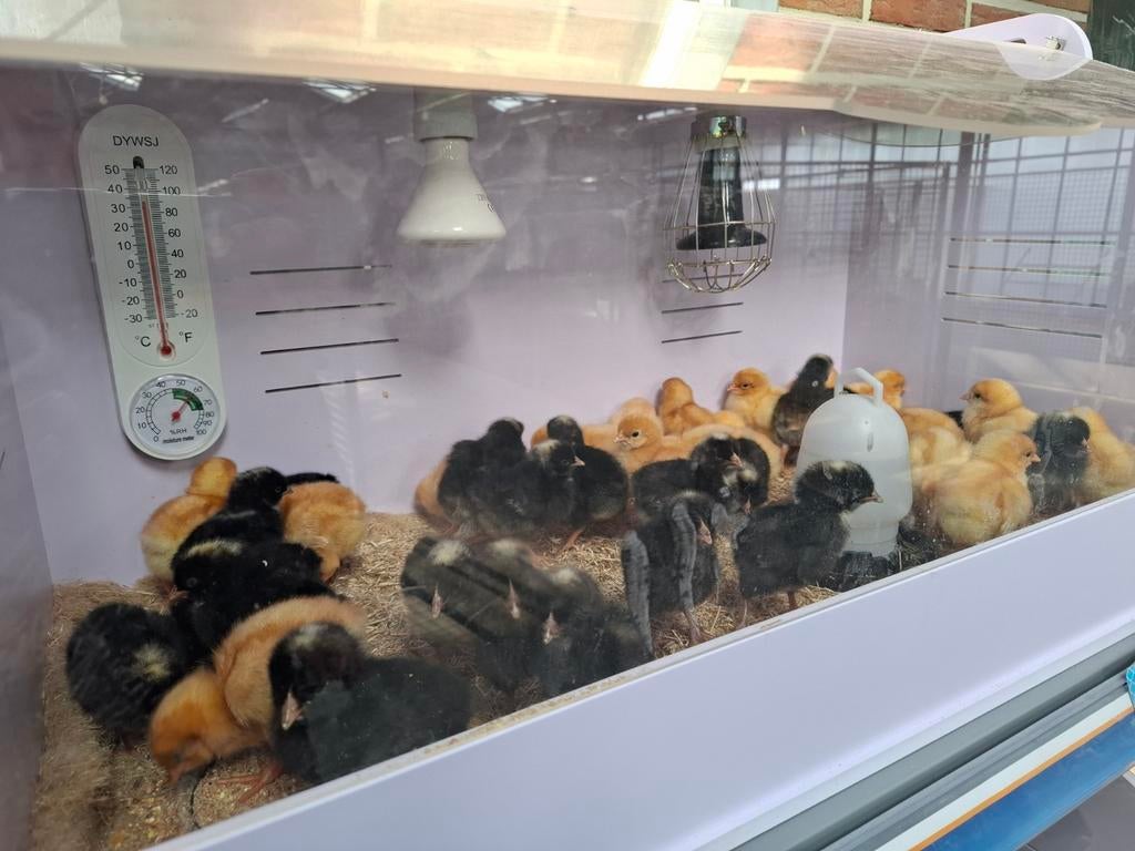 Kuikens kuikentjes paaskuikens paasweekend, Dieren en Toebehoren, Pluimvee, Vrouwelijk, Kip