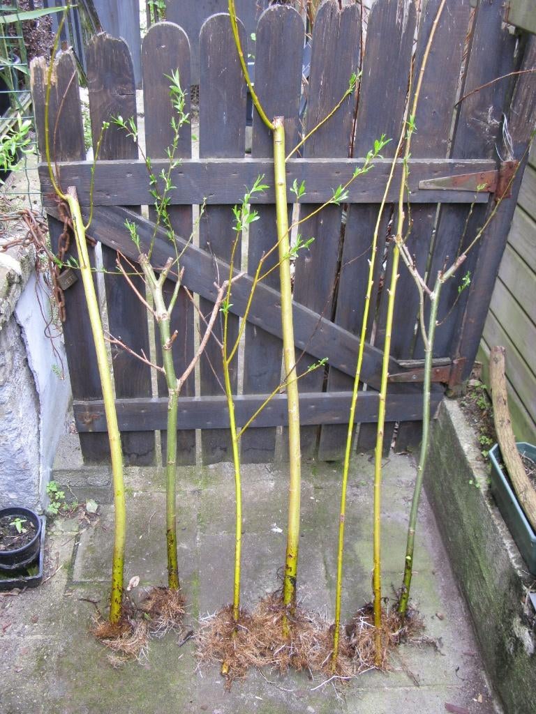 Boutures de saule enracinées, Enlèvement, Autres espèces, Arbuste, 250 cm ou plus