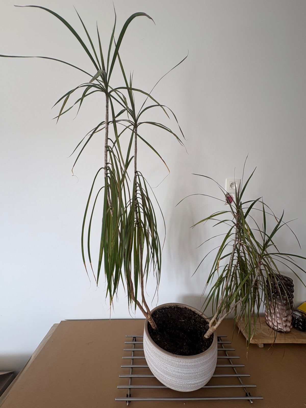 Kamerplant, Ophalen