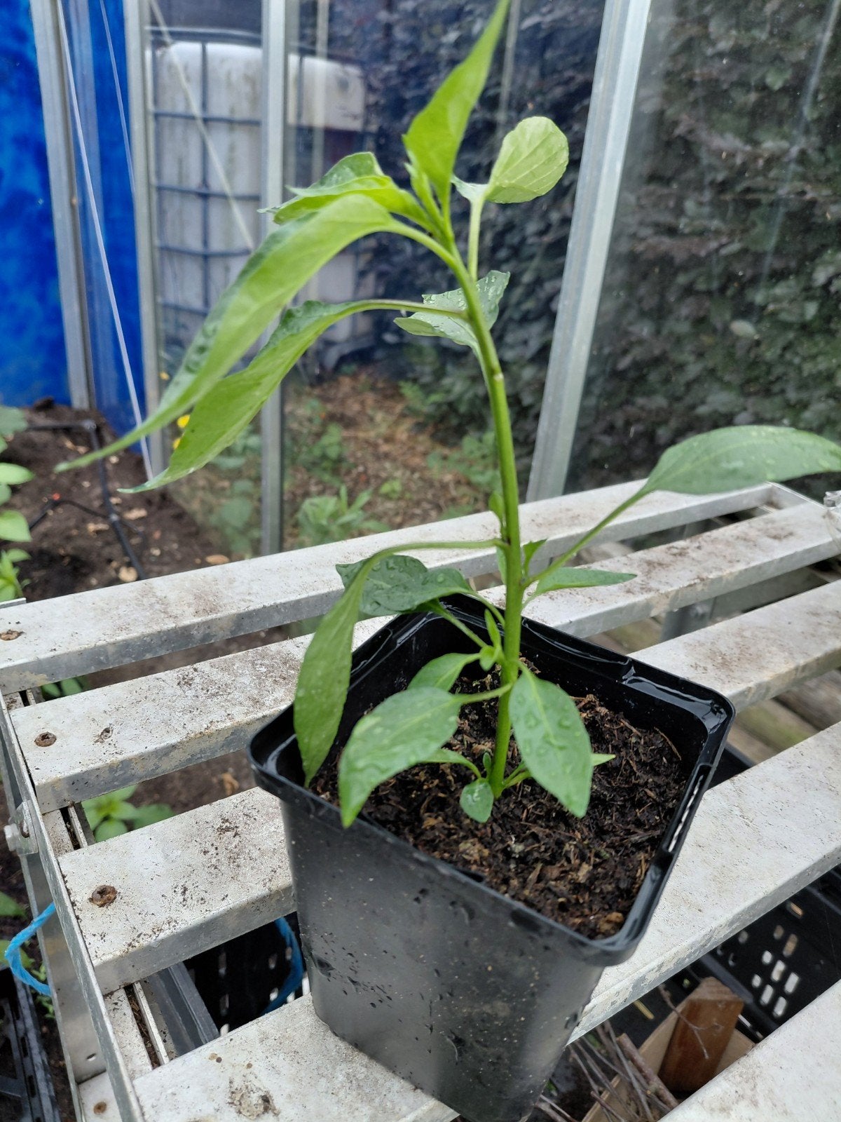 Peperplantjes, Enlèvement
