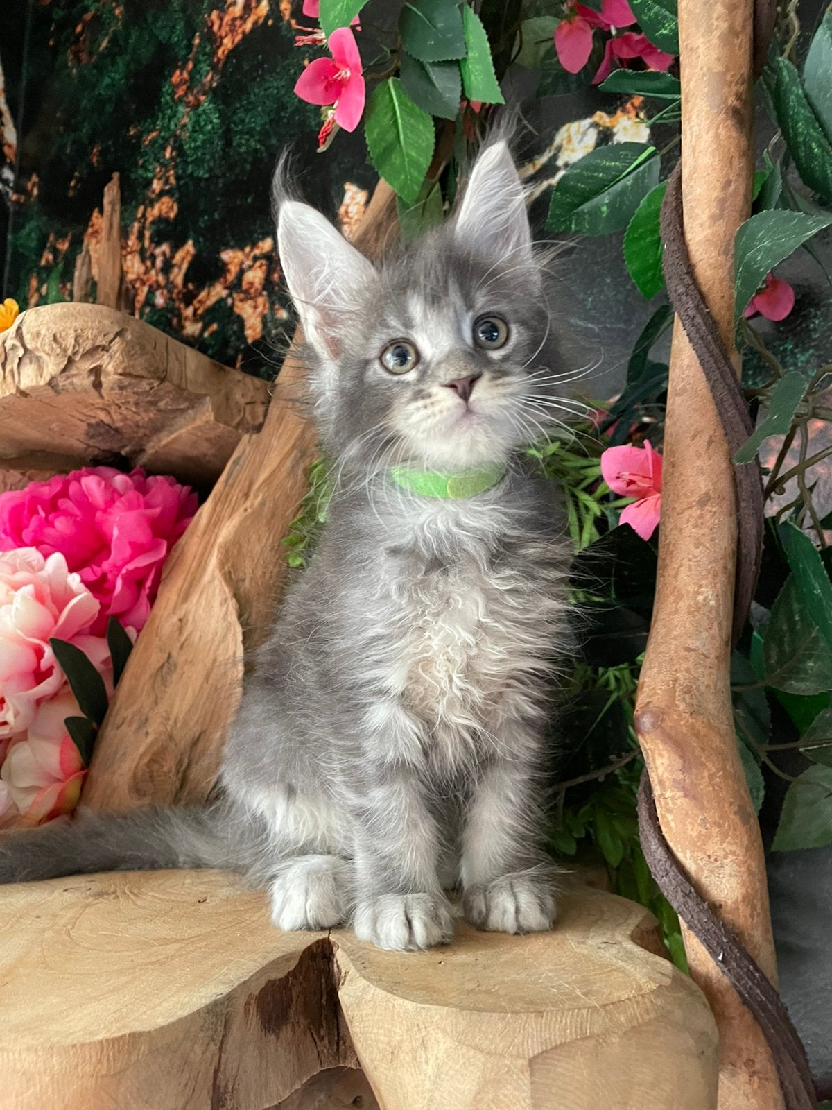 Maine coon kittens, Plusieurs animaux, Avec pedigree, 0 à 2 ans