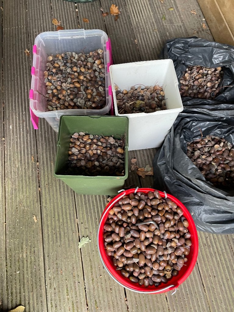 Eikels voor everzwijnen, Dieren en Toebehoren, Ophalen, Overige soorten