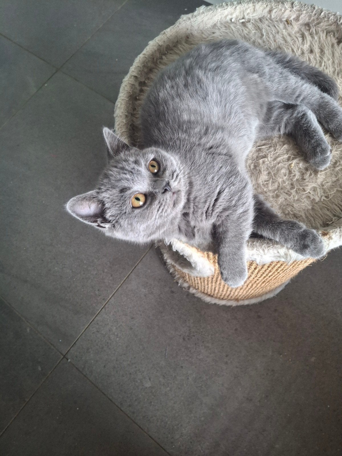 Brits korthaar kittens, Chat, Avec puce électronique, 0 à 2 ans