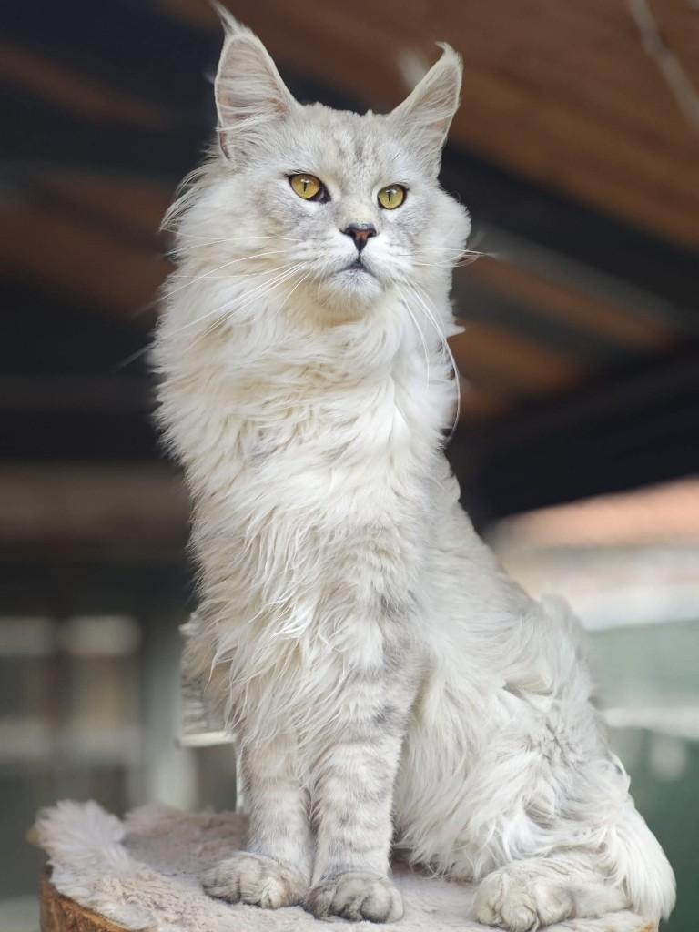 Maine Coon, Dieren en Toebehoren, Katten en Kittens | Raskatten | Langhaar, Kater, 0 tot 2 jaar, Met stamboom, Gechipt, Ontwormd