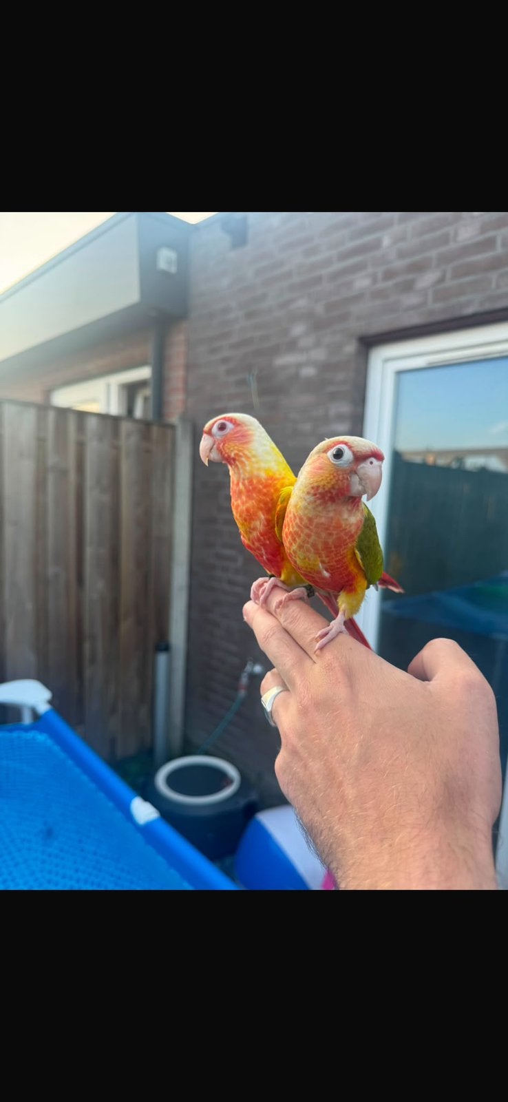 Koppel pyrrhura Lutino en Pineapple, Plusieurs animaux, Perroquet nain ou Inséparable, Domestique