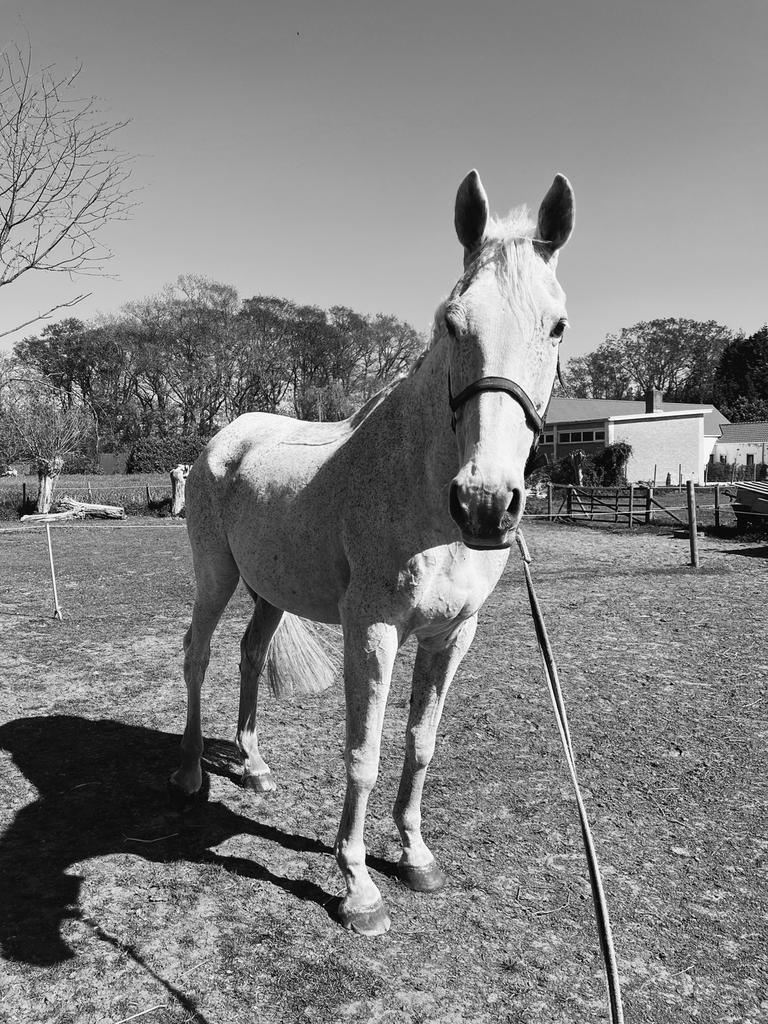 KWPN ruin (Campbell VDL x Karlstad), Animaux & Accessoires, Chevaux, 175 cm ou plus, 11 ans ou plus, Hongre, M