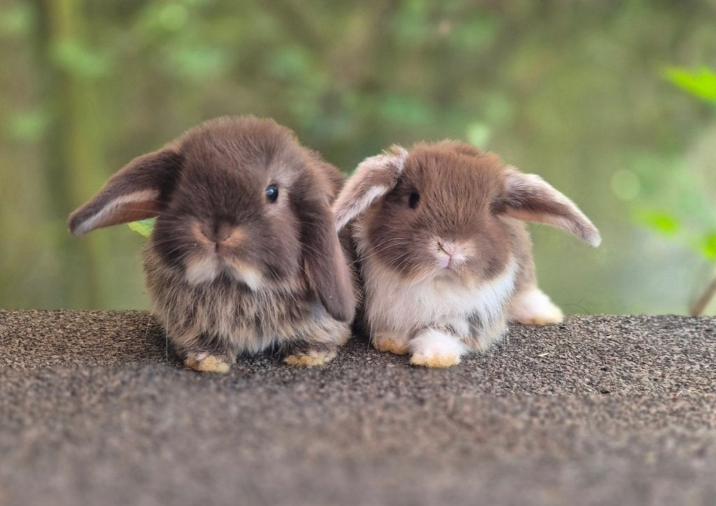NHD KOPPELTJE, Dieren en Toebehoren, Meerdere dieren, Dwerg, Hangoor, 0 tot 2 jaar