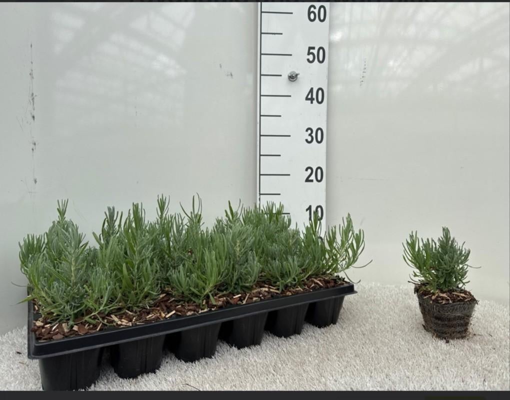 Lavendel 'Hidcote' blauw/paarse lavendel. | Verzending!, Ophalen of Verzenden