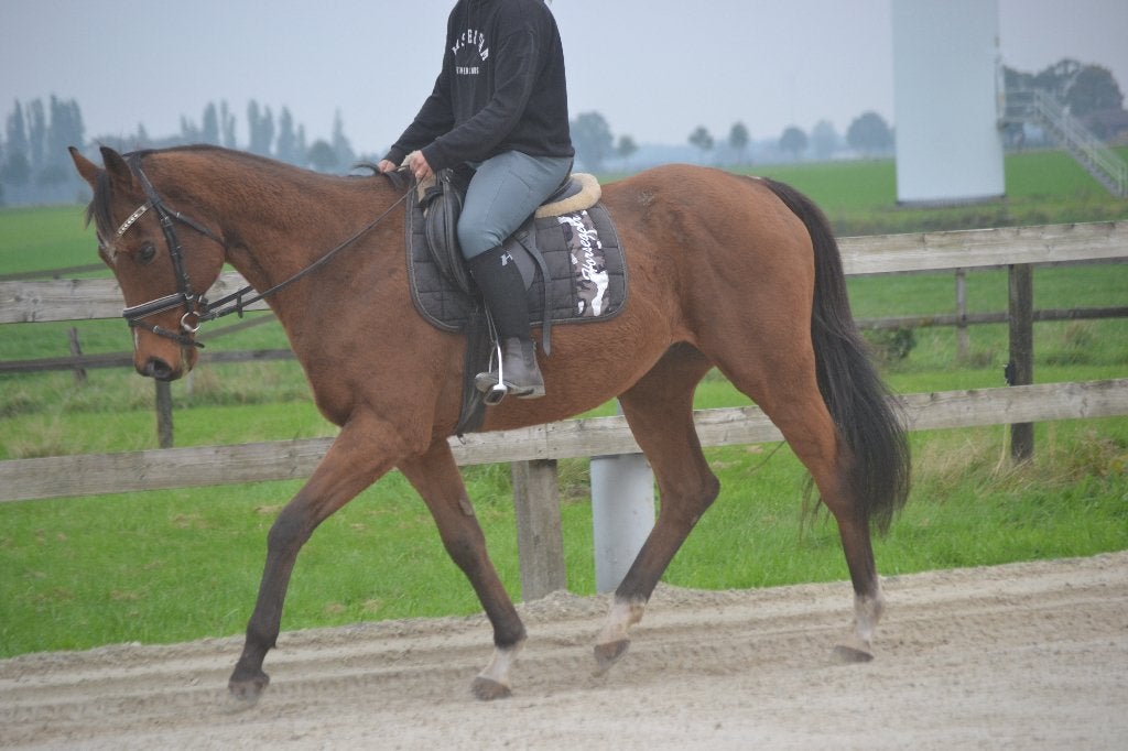 Leuke brave ruin, Dieren en Toebehoren, B, Ruin, 7 tot 10 jaar, 160 tot 165 cm