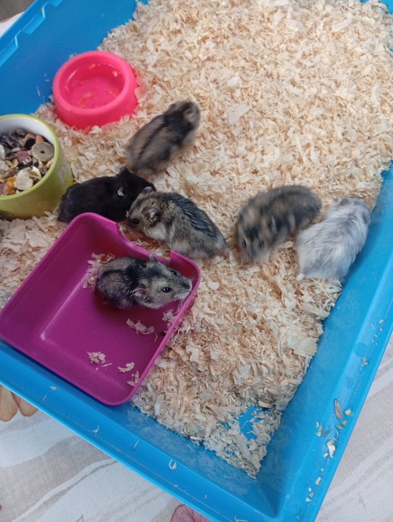 Dwerg hamsters, Dieren en Toebehoren, Augustus, Meerdere dieren, Hamster