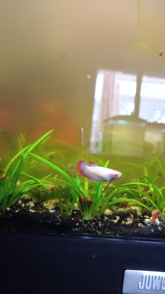 betta en platy's, Poisson, Poisson d'eau douce