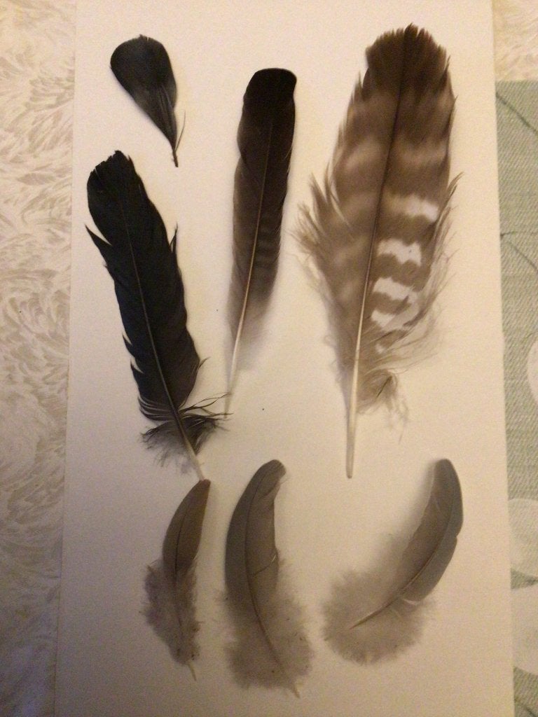 Roofvogel veer en andere veren, Ophalen of Verzenden