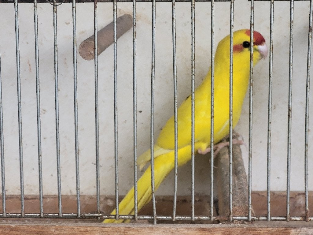 Kakariki geel man, Dieren en Toebehoren, Mannelijk, Parkiet