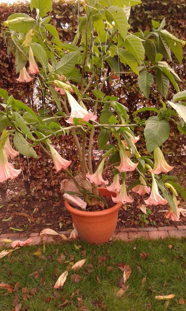 brugmansia s (roze ,wit en geel (oranje), Ophalen