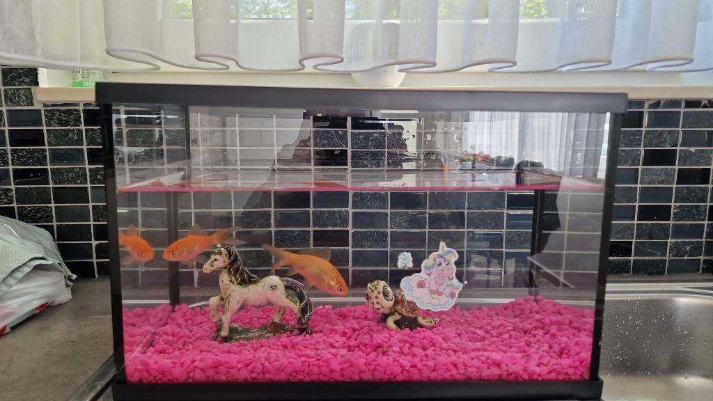 Aquarium, Ophalen, Inclusief planten, Vissenkom, Zo goed als nieuw