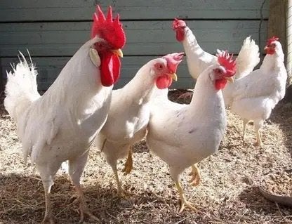 WITTE LEGHORN, BRUINE LEGKIP, LEGKIP KOEKOEK, HARCO, Animaux & Accessoires, Volatiles