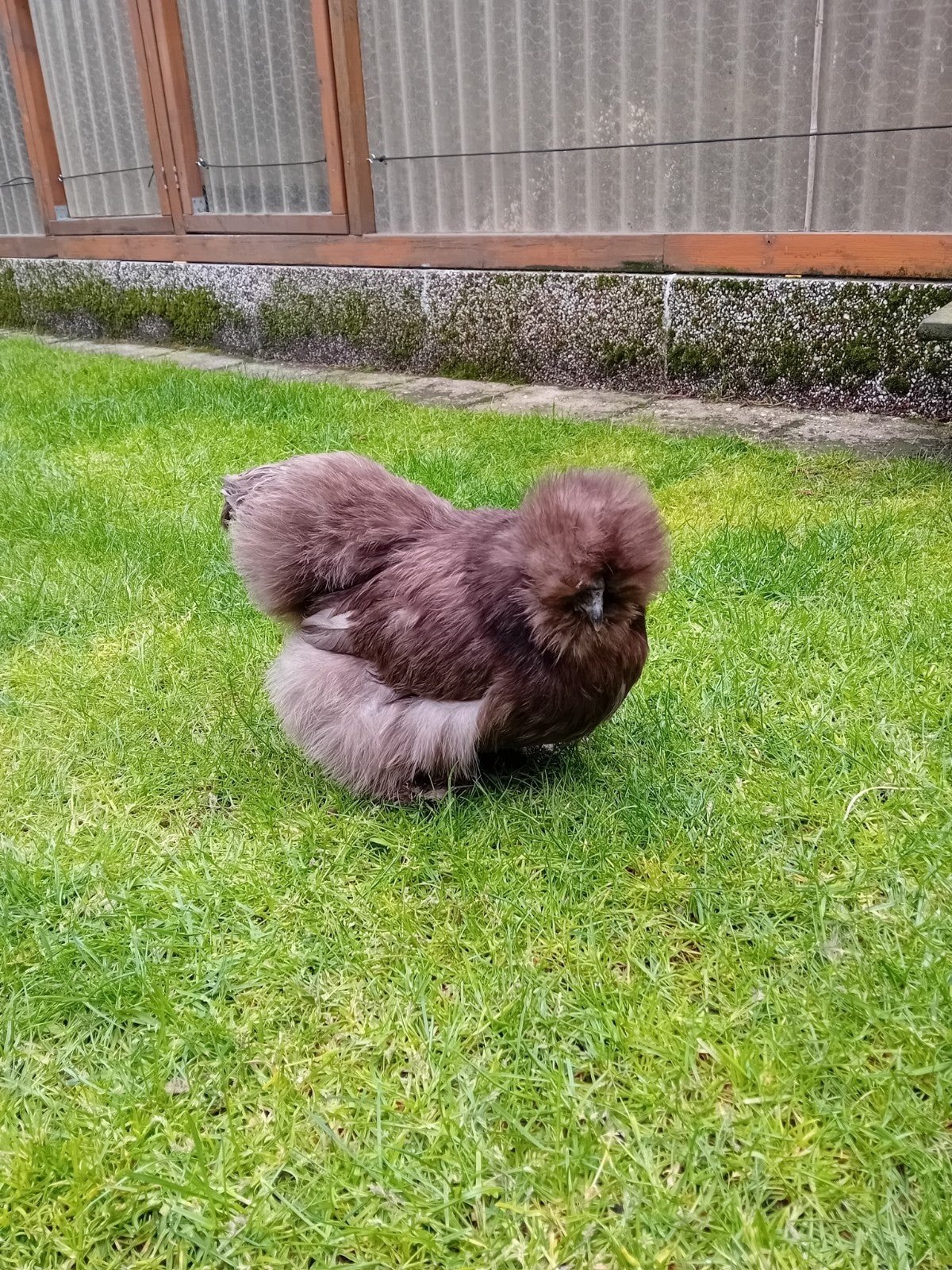 Gezocht zijdehoen hennetje, Femelle, Poule ou poulet