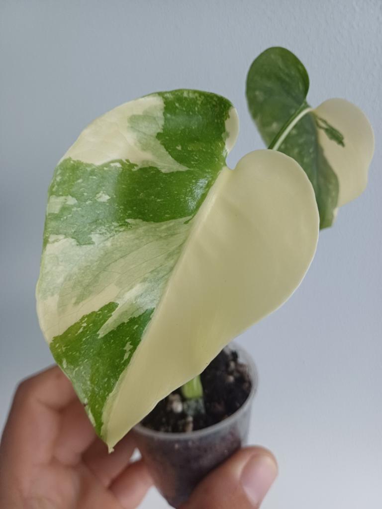 Monstera Cream Cheese, Autres espèces, En pot, Enlèvement ou Envoi, Moins de 100 cm