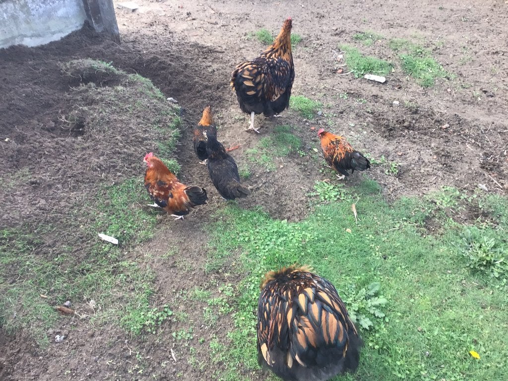 Jonge Engelse krielen, Animaux & Accessoires, Femelle, Poule ou poulet