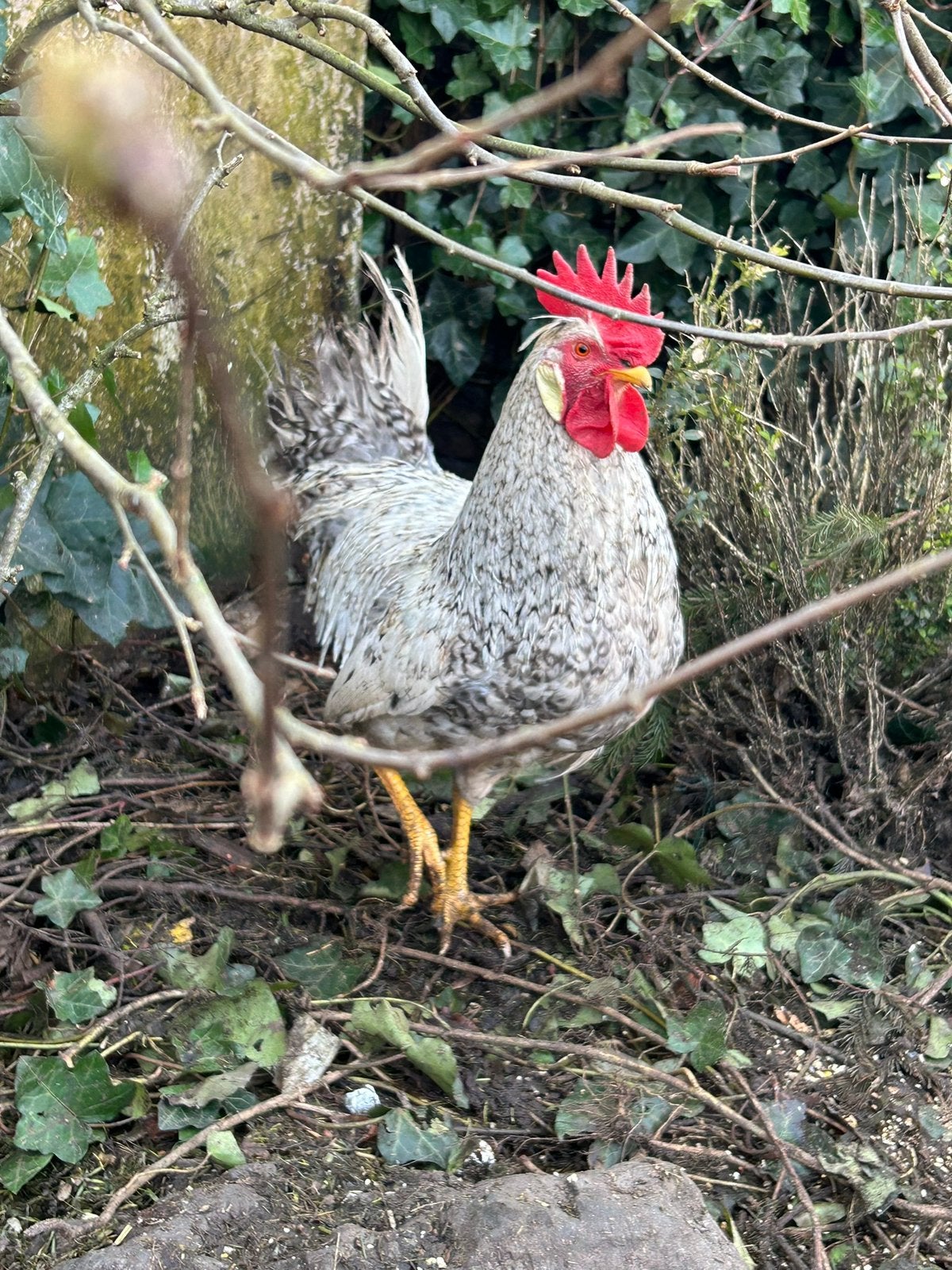 Cream legbar hanen te koop, Dieren en Toebehoren