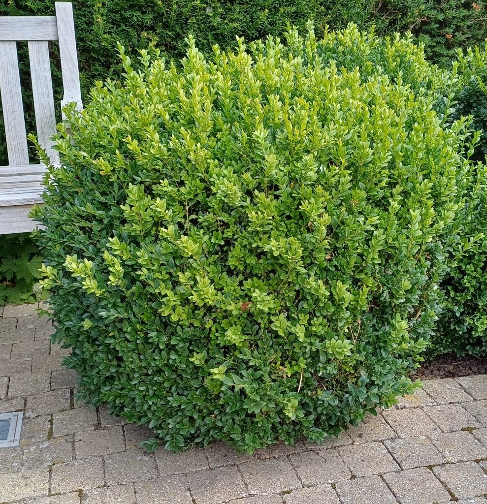 Buxus bollen, Tuin en Terras, Ophalen, Buxus