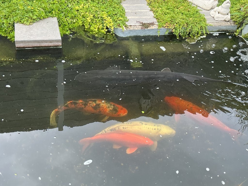 Vissen, Karper of Koi