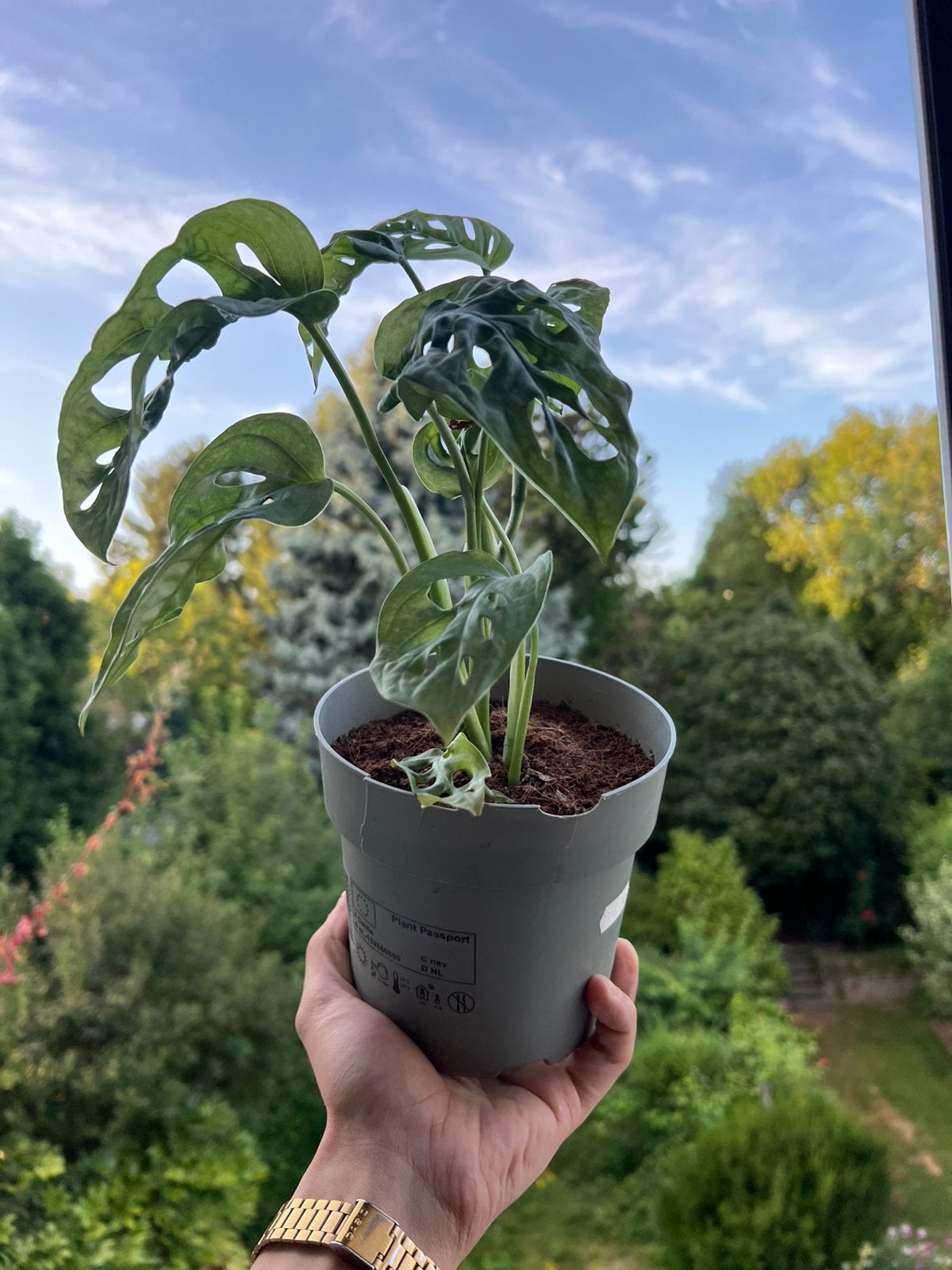 Monstera Mask Monkey (Monstera Adansonii), Enlèvement