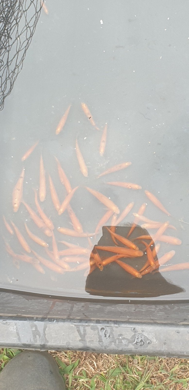 GOLDELRITSEN VOKWASSEN EN JONGE 3 CM, Dieren en Toebehoren