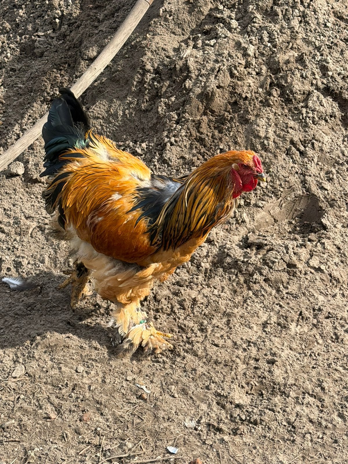 Brahma haan (showhaan), Mannelijk, Kip