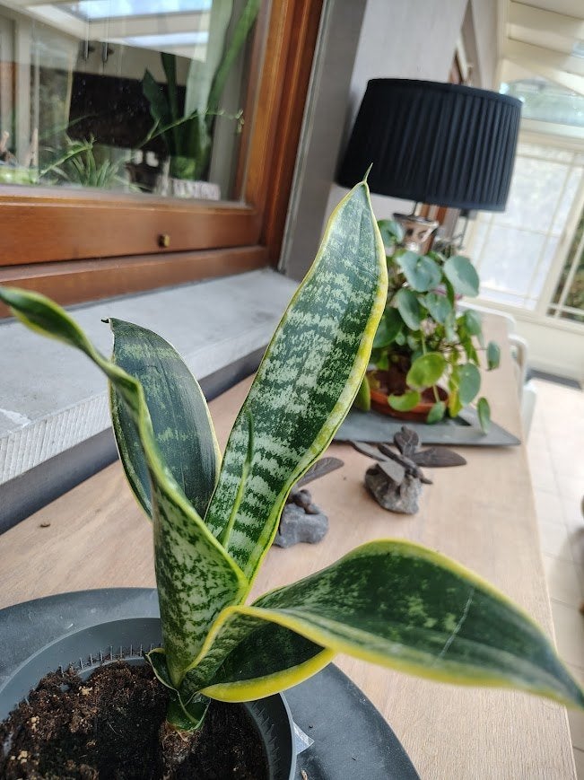 ' klassieke ' sanseveria , kamerplant , vrouwentong, Enlèvement ou Envoi, Plante succulente, En pot, Moins de 100 cm