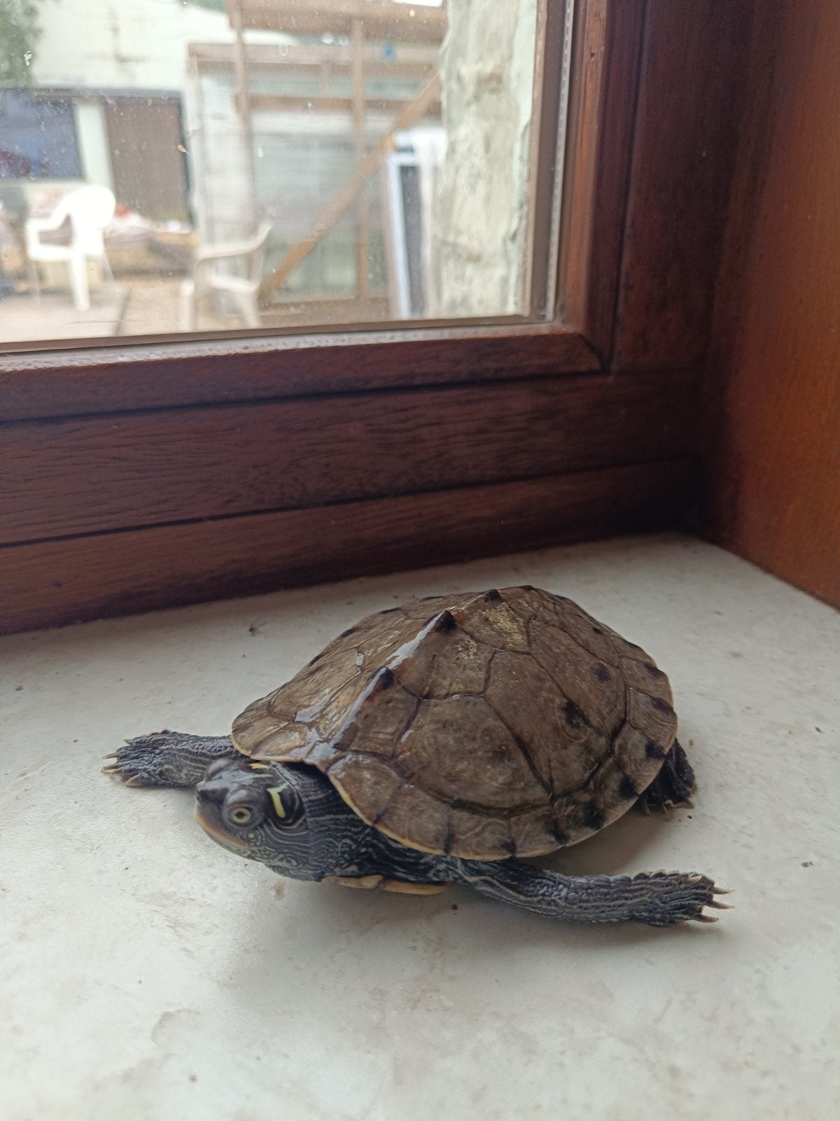 2 schildpadden10 cm, van het aquarium.Op te halen in Menen,, Animaux & Accessoires, Chevaux & Poneys | Selles, Enlèvement