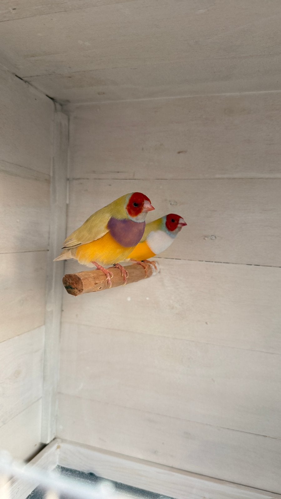 Gouldamadine  Amadines Gouldamandines, Dieren en Toebehoren, Vrouwelijk, Geringd