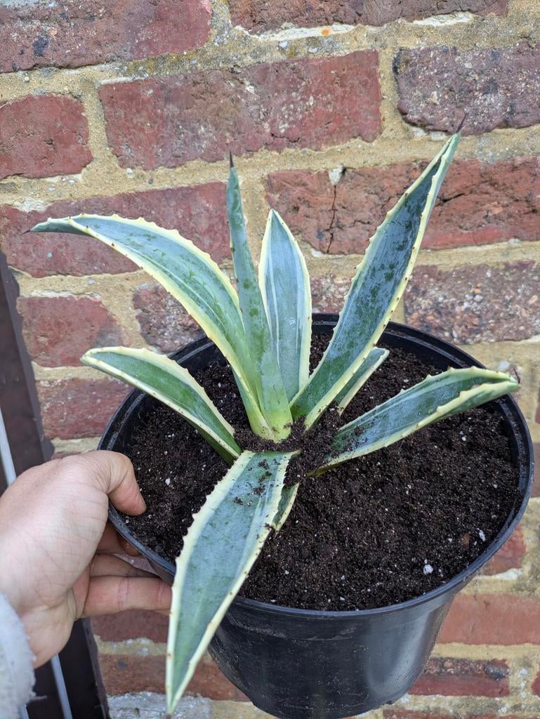Agave plant, Ophalen