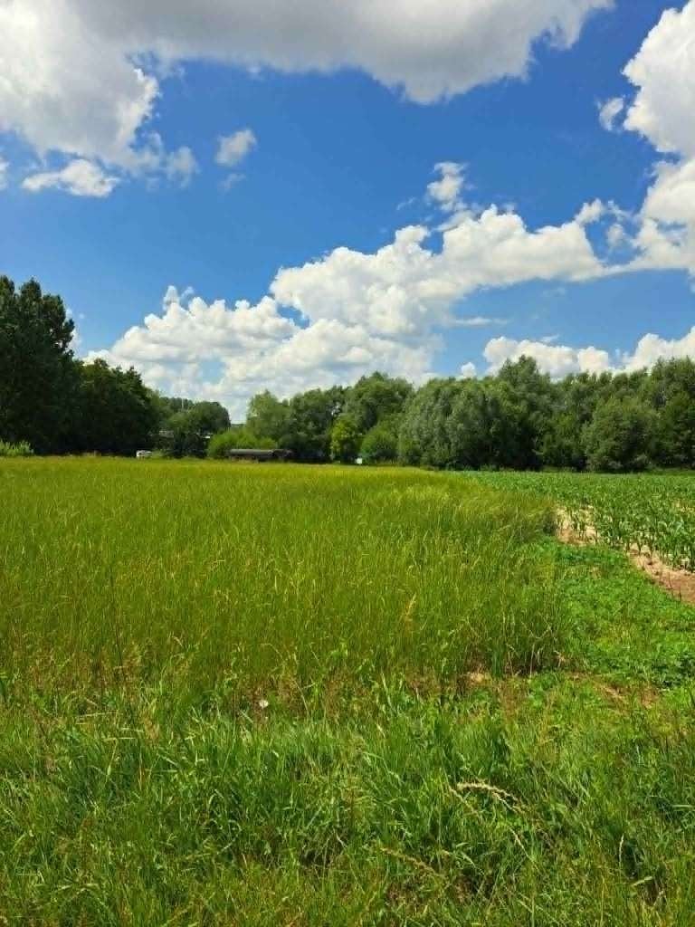 Te koop - 1500 m² tweede snede gras - Herzele, Ophalen