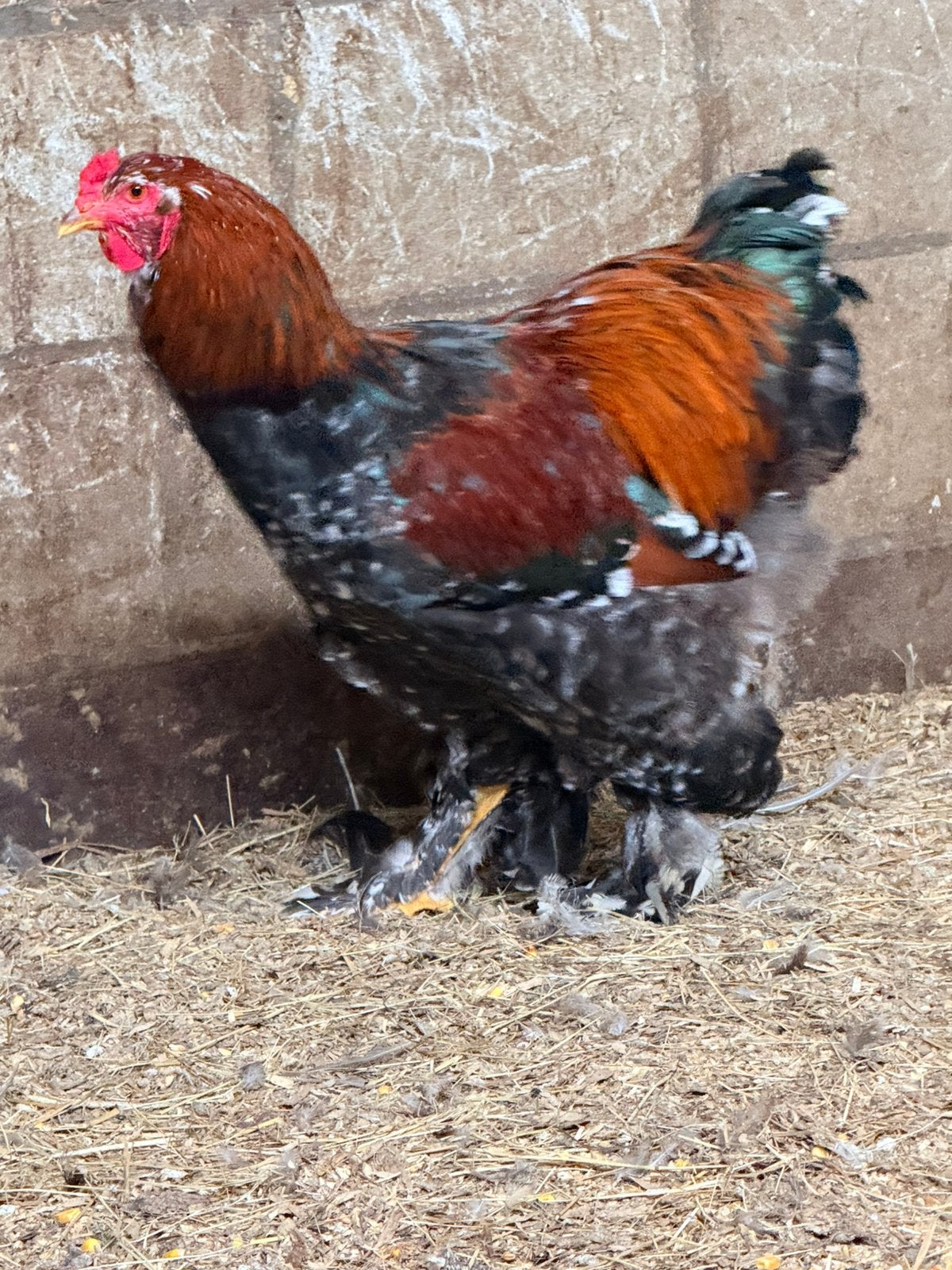 Brahma haan