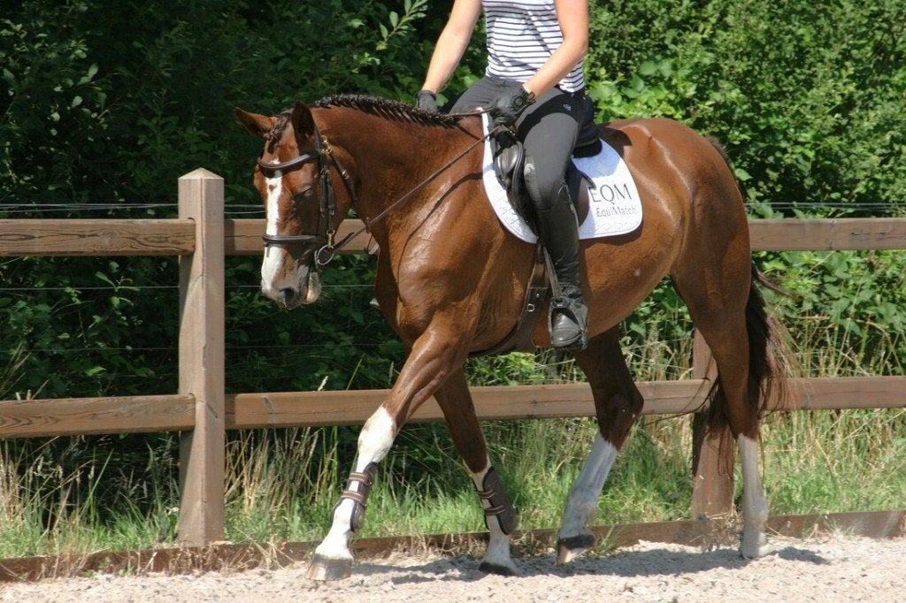 Lieve springmerrie (10Y), ideaal voor overgang pony/paard, Merrie, Springpaard, Met stamboom, M