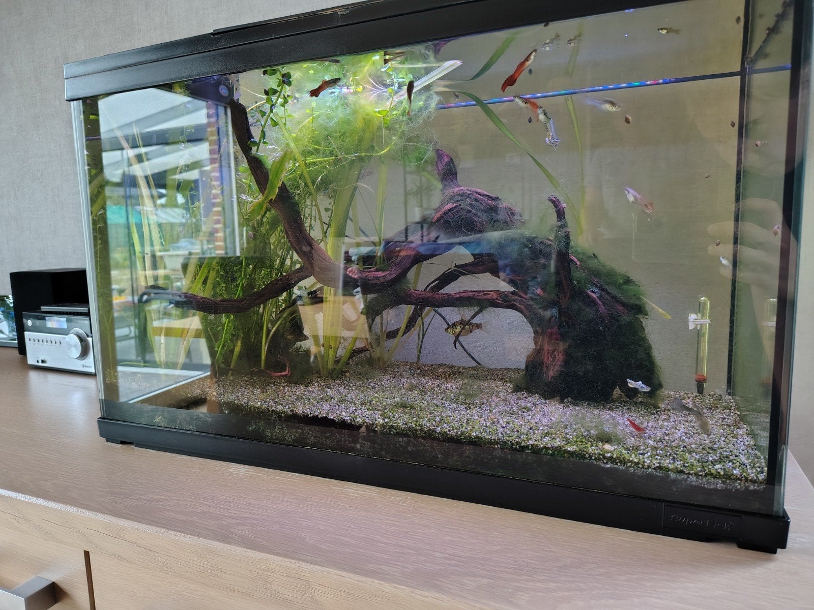 aquarium 90 liter met vissen, Ophalen