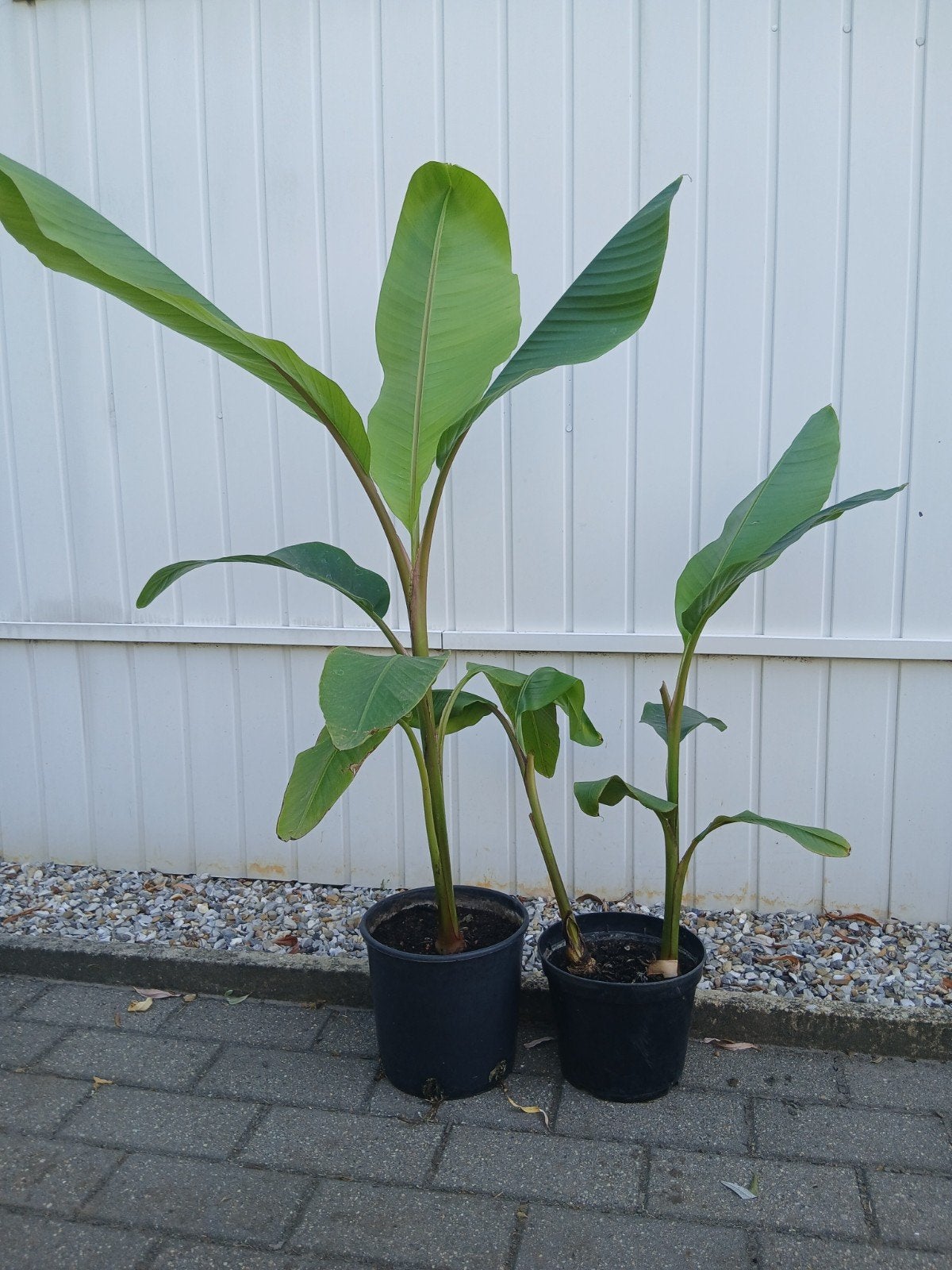 roze banaan ( musa velutina), Tuin en Terras, Ophalen