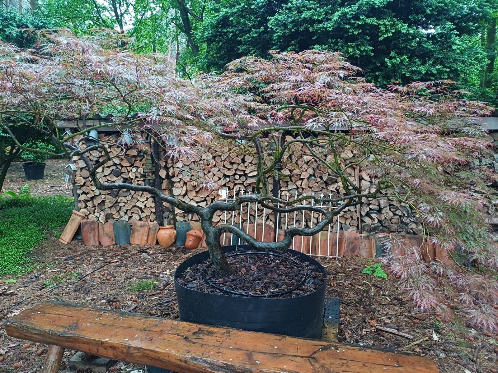 japanse esdoorn bonsai, Ophalen, In pot